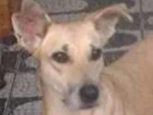 Cachorro raça srd idade  nome Kiara