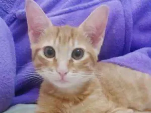 Gato raça Nenhuma idade 2 a 6 meses nome Ginger
