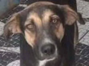 Cachorro raça srd idade  nome Dudu