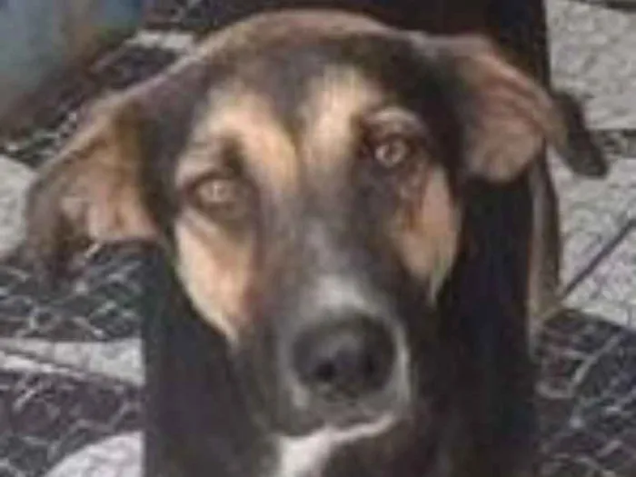 Cachorro ra a srd idade  nome Dudu