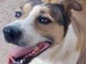Cachorro raça srd idade  nome Deusa