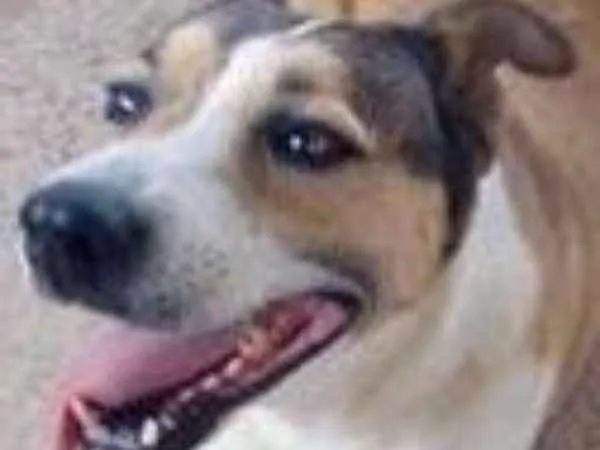 Cachorro ra a srd idade  nome Deusa