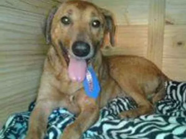 Cachorro ra a srd idade  nome Davi