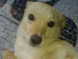 Alemão
