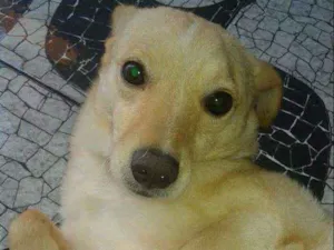 Cachorro raça srd idade  nome Alemão