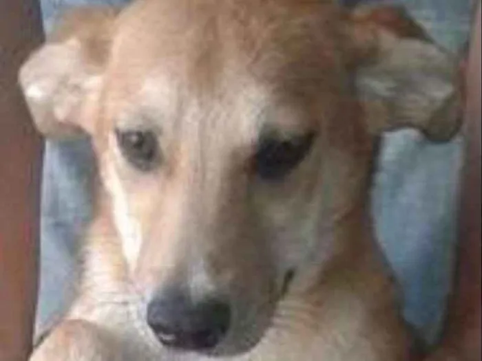 Cachorro ra a srd idade  nome Bela
