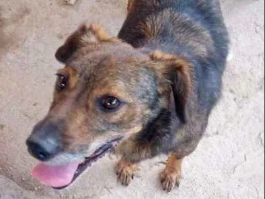 Cachorro ra a srd idade  nome Tobias