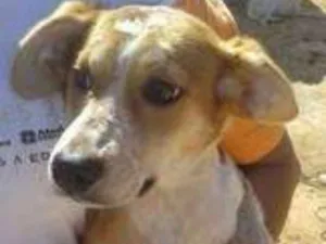 Cachorro raça srd idade  nome Morinha