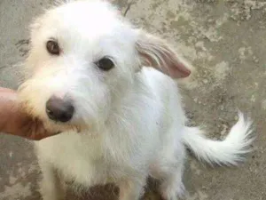 Cachorro raça srd idade  nome Galego