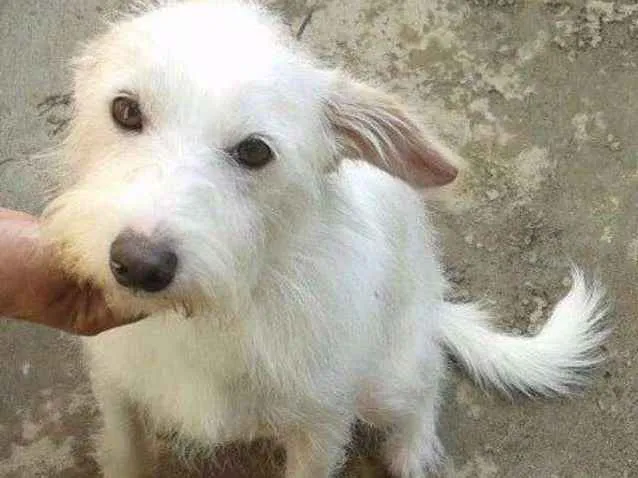 Cachorro ra a srd idade  nome Galego