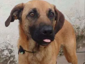 Cachorro raça srd idade  nome Bethoven