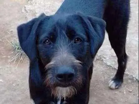 Cachorro ra a srd idade  nome Gaspar