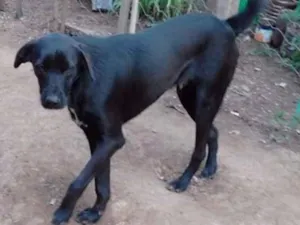 Cachorro raça srd idade  nome Gui
