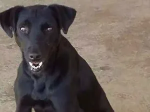 Cachorro raça srd idade  nome Vitor
