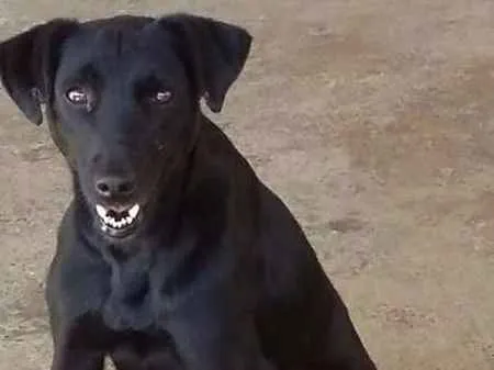 Cachorro ra a srd idade  nome Vitor