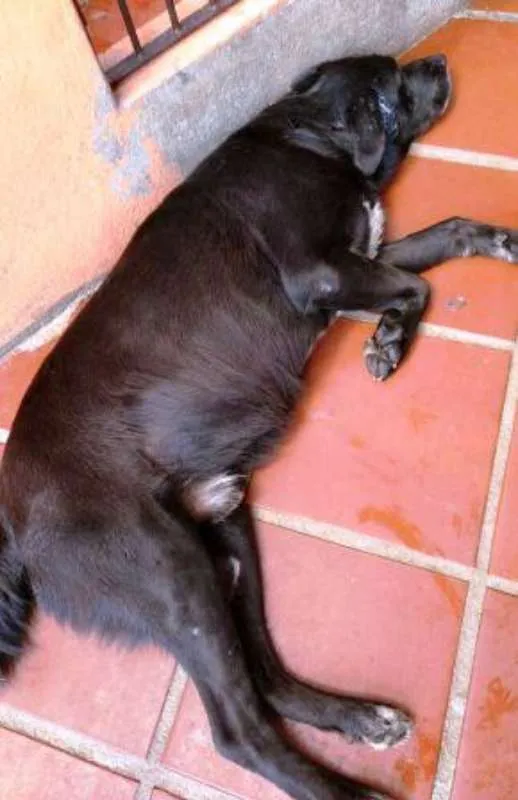 Cachorro ra a labrador idade 5 anos nome Thor