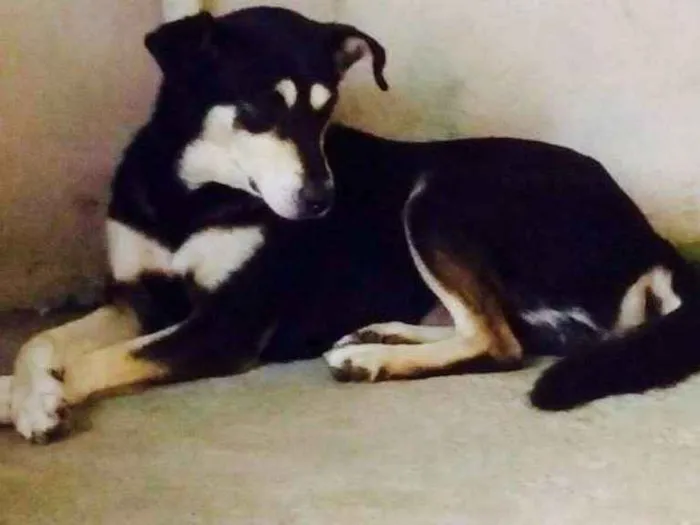 Cachorro ra a srd idade  nome Valente