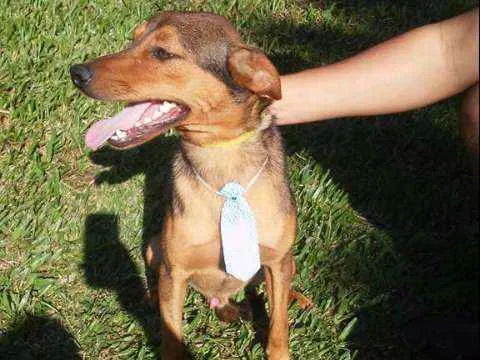 Cachorro ra a srd idade  nome Pitchuco