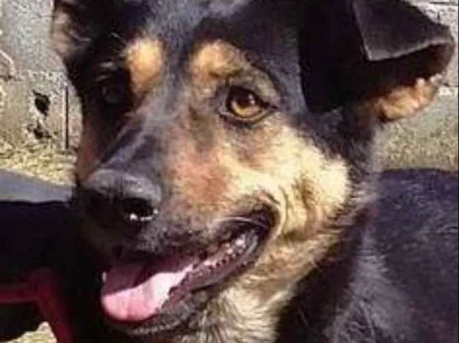 Cachorro ra a srd idade 4 anos nome Sissy