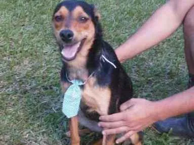 Cachorro ra a srd idade  nome Risadinha