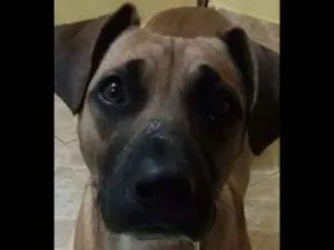 Cachorro raça srd idade  nome Dhara