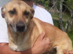 Cachorro raça srd idade  nome Lucy