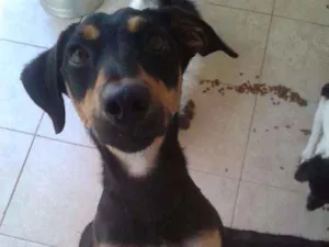Cachorro raça srd idade  nome Nina
