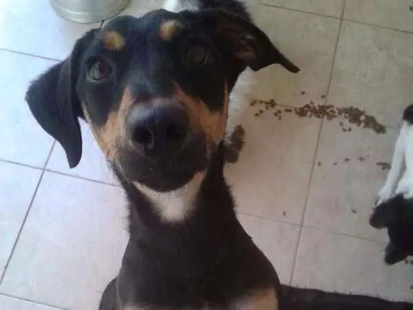 Cachorro ra a srd idade  nome Nina