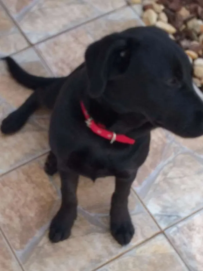 Cachorro ra a Labrador com viralata idade 7 a 11 meses nome Emy