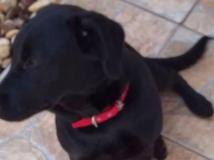 Cachorro ra a Labrador com viralata idade 7 a 11 meses nome Emy