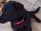 Cachorro raça Labrador com viralata idade 7 a 11 meses nome Emy