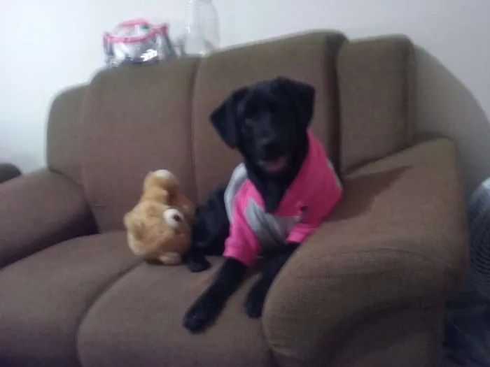 Cachorro ra a Labrador com viralata idade 7 a 11 meses nome Emy
