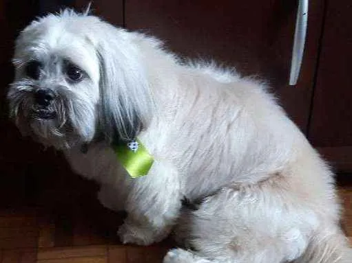 Cachorro ra a Lhasa apso idade 2 anos nome Saymon