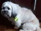 Cachorro raça Lhasa apso idade 2 anos nome Saymon