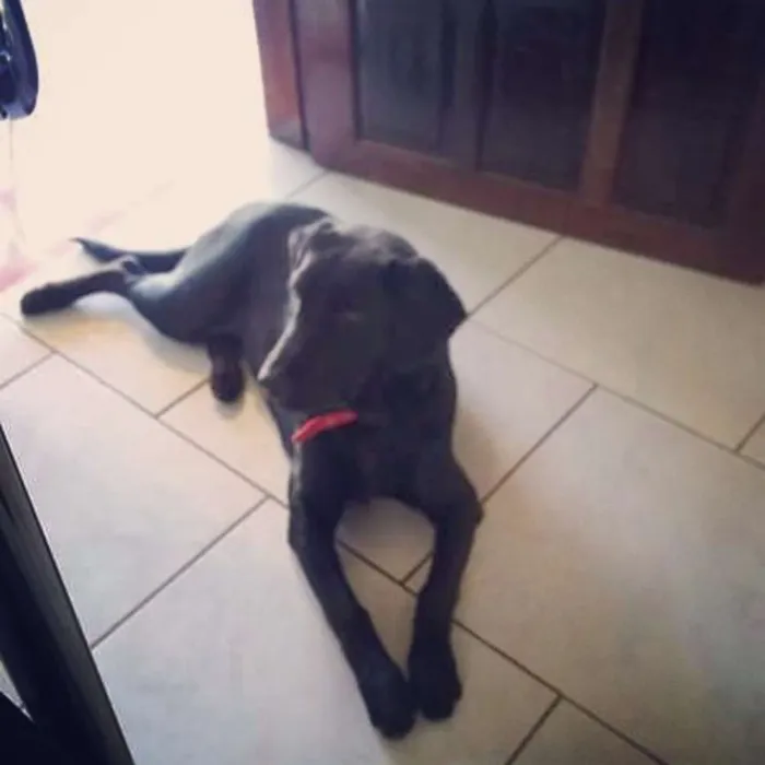 Cachorro ra a Labrador com viralata idade 7 a 11 meses nome Emy
