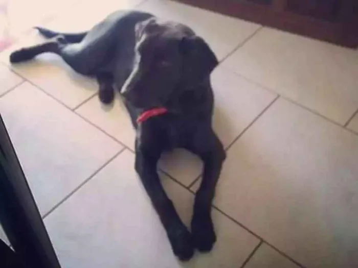 Cachorro ra a Labrador com viralata idade 7 a 11 meses nome Emy