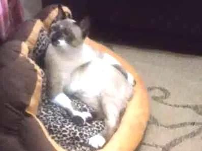 Gato ra a Siamês misturado com vira lata idade 1 ano nome Guachini