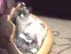 Gato raça Siamês misturado com vira lata idade 1 ano nome Guachini