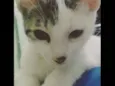 soneca