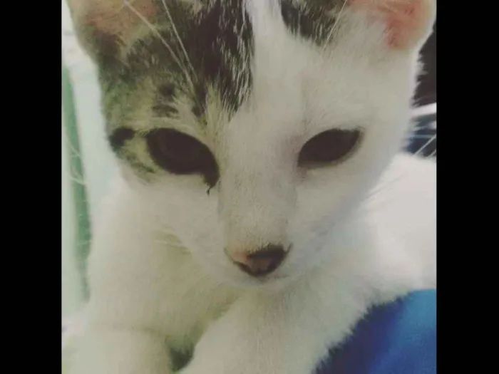 Gato ra a mestiço idade 1 ano nome soneca