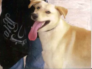 Cachorro raça SRD idade 3 anos nome Barão