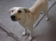 Lola