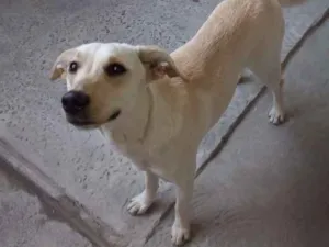 Cachorro raça Sem raca definida idade 1 ano nome Lola