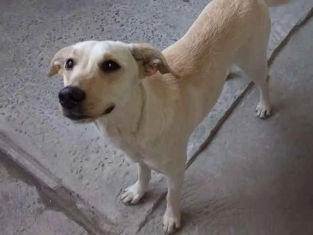 Cachorro ra a Sem raca definida idade 1 ano nome Lola