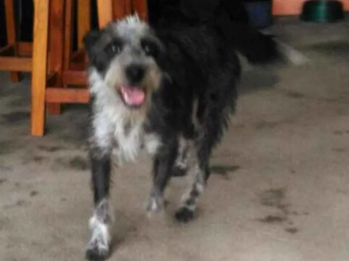 Cachorro ra a Mix de Poodle idade 1 ano nome Tite