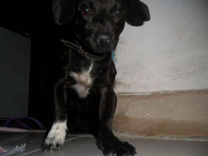 Cachorro ra a Pischer idade 3 anos nome Nega, Bob, Marley...