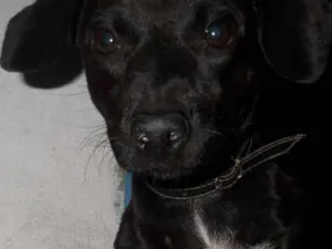 Cachorro raça Pischer idade 3 anos nome Nega, Bob, Marley...