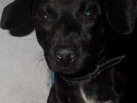 Cachorro ra a Pischer idade 3 anos nome Nega, Bob, Marley...