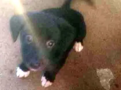 Cachorro ra a Terrier Brasileiro c/Vira lata idade Abaixo de 2 meses nome Sem nome