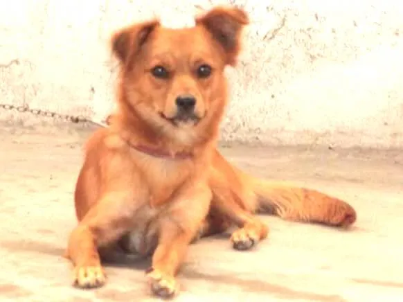 Cachorro ra a Viralata idade 5 anos nome Juju